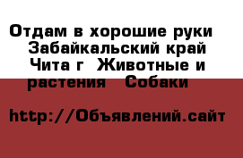 Отдам в хорошие руки! - Забайкальский край, Чита г. Животные и растения » Собаки   